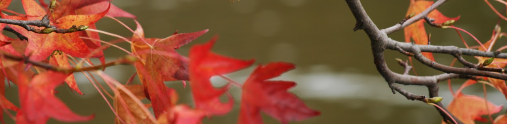 6ab99d3b601bc8.25030784.png